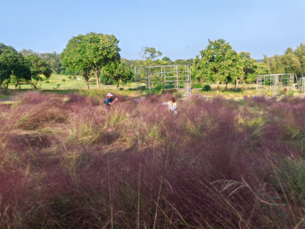 粉黛-森林公園